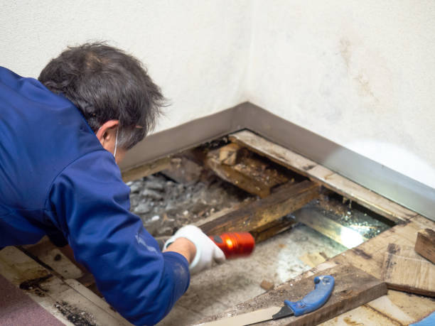 Best Local Mold Removal Service  in Cedar Hill, MO
