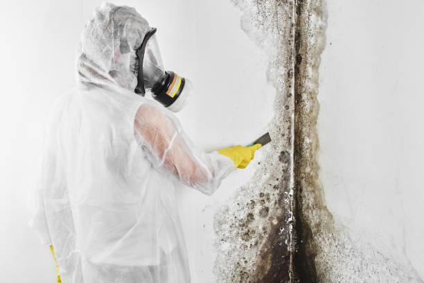Best Certified Mold Removal  in Cedar Hill, MO