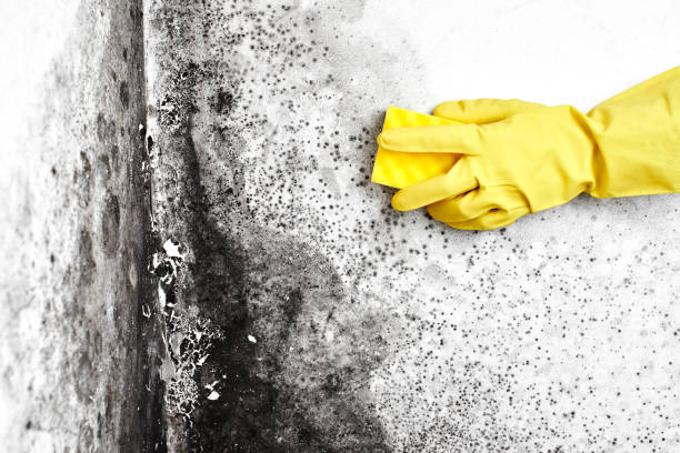 Best Fast Mold Removal  in Cedar Hill, MO