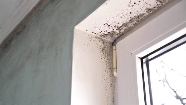 Best Residential Mold Removal  in Cedar Hill, MO