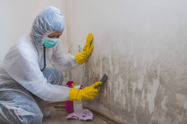 Best Commercial Mold Removal  in Cedar Hill, MO
