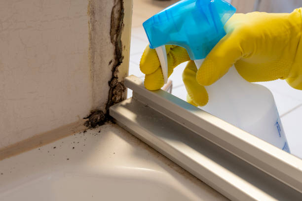 Best Same-Day Mold Removal  in Cedar Hill, MO