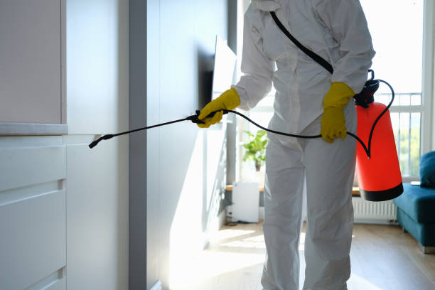 Best Mold Removal Company Near Me  in Cedar Hill, MO