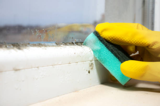 Best Toxic Mold Removal  in Cedar Hill, MO
