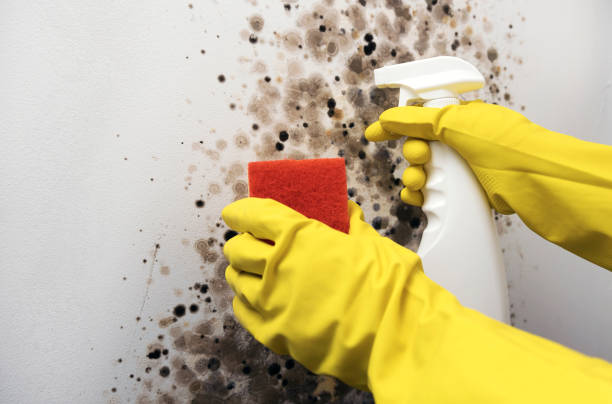 Best Affordable Mold Removal  in Cedar Hill, MO