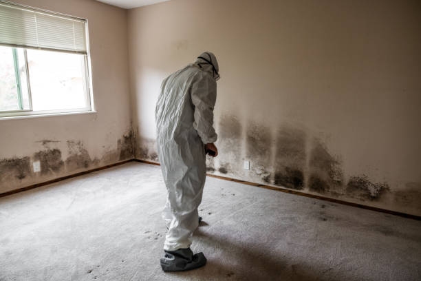 Best Mold Damage Repair  in Cedar Hill, MO