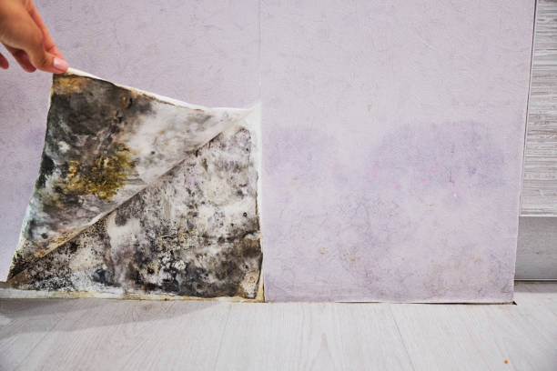 Best Mold Removal Near Me  in Cedar Hill, MO